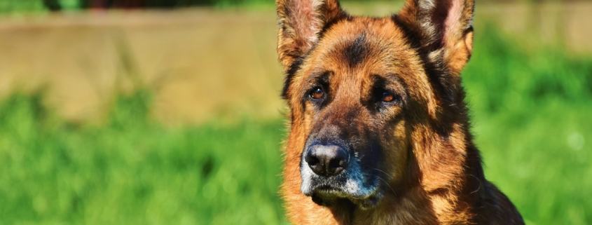 Schäferhund reißt sich los und beißt Hund in den Hals Tierhalter