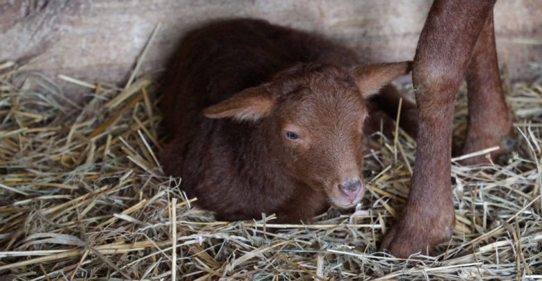 Name Gesucht Tierischer Nachwuchs Im Botanischen Garten