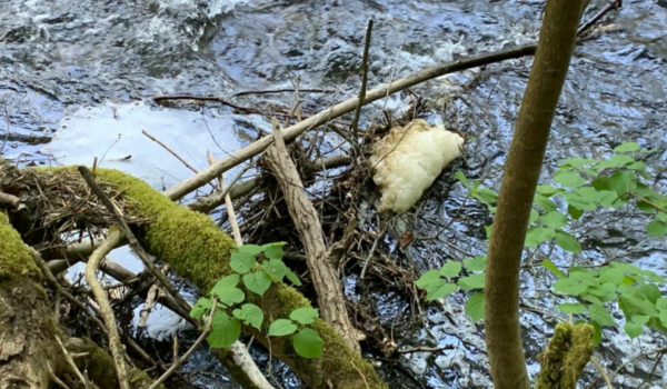 Schaum treibt in der Warmen Steinach. Ein Fall von Umweltverschmutzung? Foto: Katharina Adler