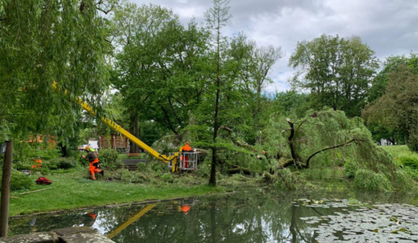 Im Bayreuther Festspielgarten ist ein großer Baum umgekippt. Foto: Katharina Adler