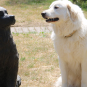 Herdenschutzhund Burli soll vermittelt werden Quelle: Tierheim Bayreuth