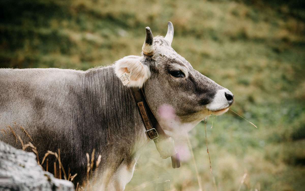 Glückliche Kühe auf der Weide bei Elisabetta Foradori. @Agricola Foradori/Daniele Fiorentino