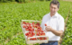 Hermann Bayer gehört mit seiner Familie zu den größten Erdbeerbauern der Region. Foto: Erdbeer Bayer