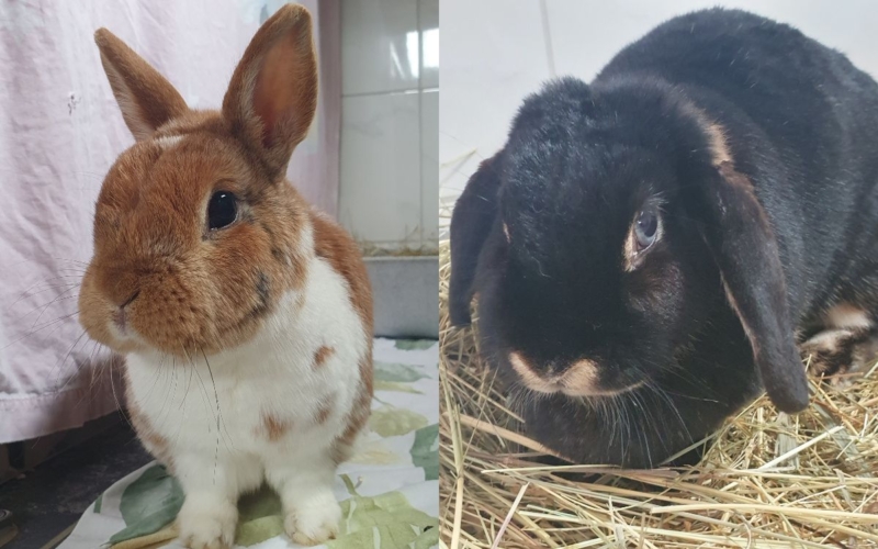Die neugierigen Kaninchen Snickers (links) und Max (rechts) suchen eine nette Familie: Foto: Tierheim Bayreuth