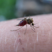 Mücken können lästig sein. In diesem Artikel erfahren Sie unter anderem, wie Sie Mückenstiche vorbeugen beziehungsweise lindern können. Symbolbild: Pixabay