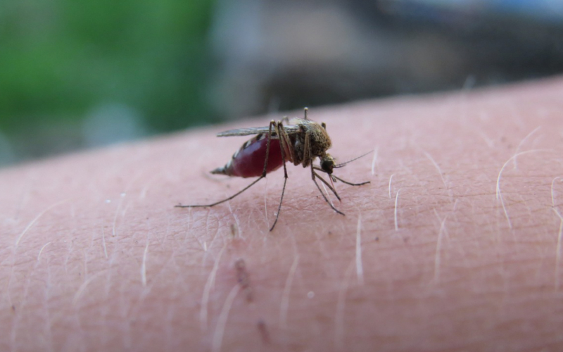 Mücken können lästig sein. In diesem Artikel erfahren Sie unter anderem, wie Sie Mückenstiche vorbeugen beziehungsweise lindern können. Symbolbild: Pixabay