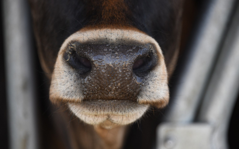 Zwei Personen, die bis dieses Jahr im offenen Vollzug in der JVA waren, haben schwere Vorwürfe erhoben. Foto: Symbolbild Pixabay