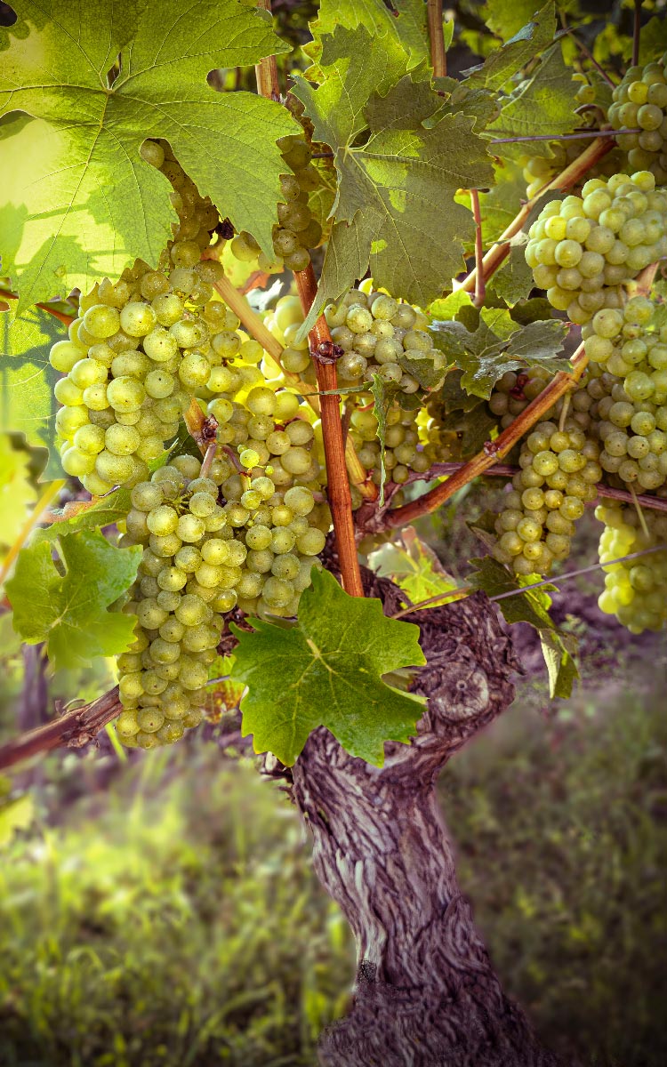 Weintrauben par excellence: Ein prächtiger Rebstock aus dem Weinbau Auer. ©Weinbau Auer