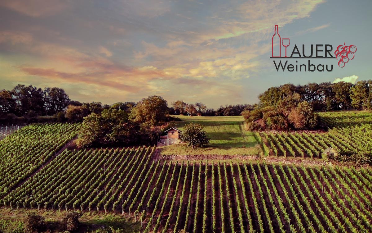 Weinbau auf hohem Niveau: Die malerischen Weinberge von Auer Weine in Bamberg. @ Claudio Osorio