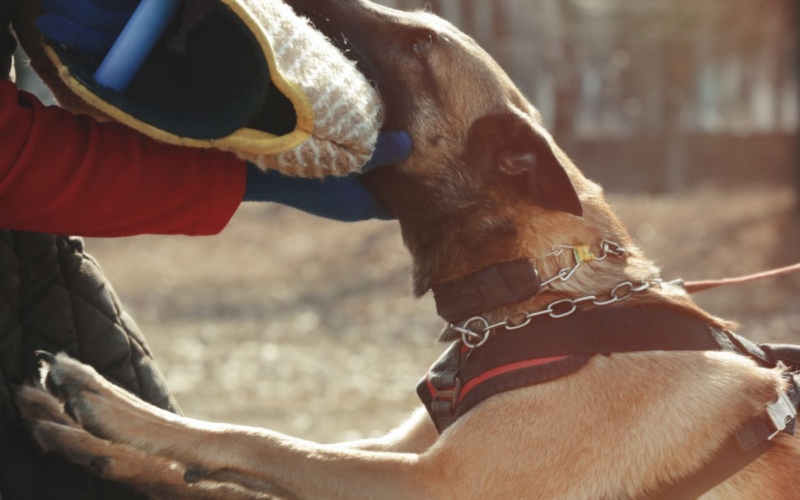 Symbolfoto von einem Hundebiss Quelle: Canva