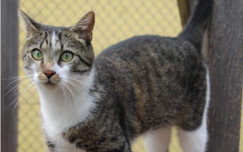 Katze Ringo aus dem Bayreuther Tierheim