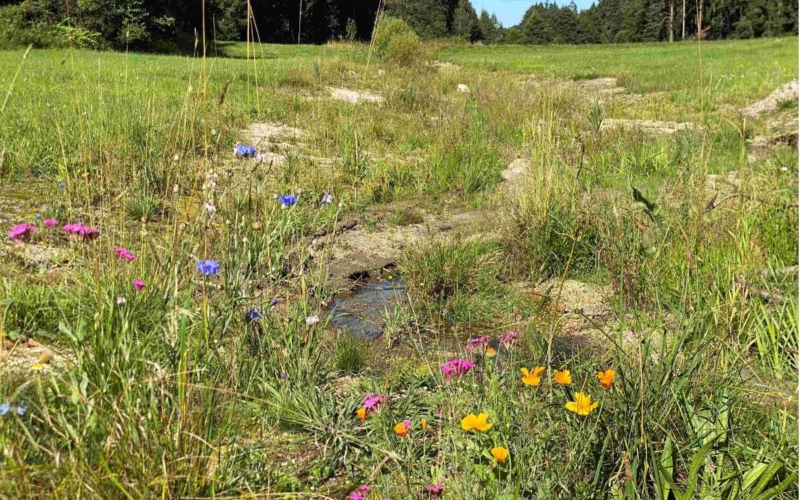 Artenvielfalt am Leuthenbach nach der Renaturierung des InseGdA Projekts. Quelle: Landratsamt Wunsiedel i. Fichtelgebirge.