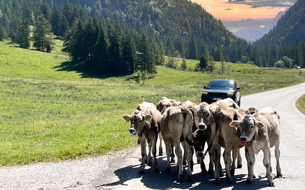 Auf dem Weg vom Hotel sind Begegnungen auf der Landstraße auch mit Fersen (junge Kühe bis zur Kalbung) möglich. © Christian Schwert