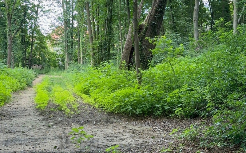 Der Schlosspark in Thurnau ist aktuell verwildert Michael Christensen