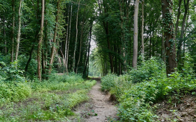 Die einstige Lindenallee. ©Michael Christensen