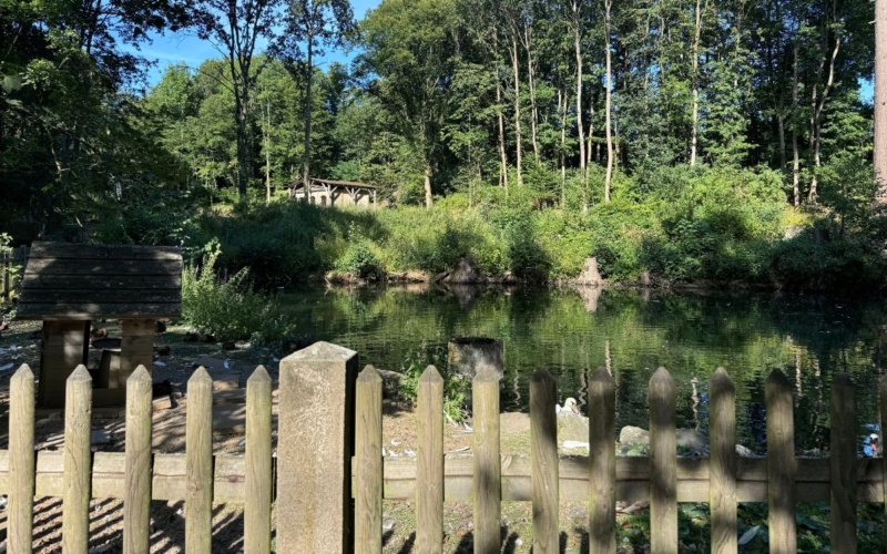 Vom Schwanenweiher aus sieht man mittlerweile auch das Teehaus. ©Katharina Müller-Sanke