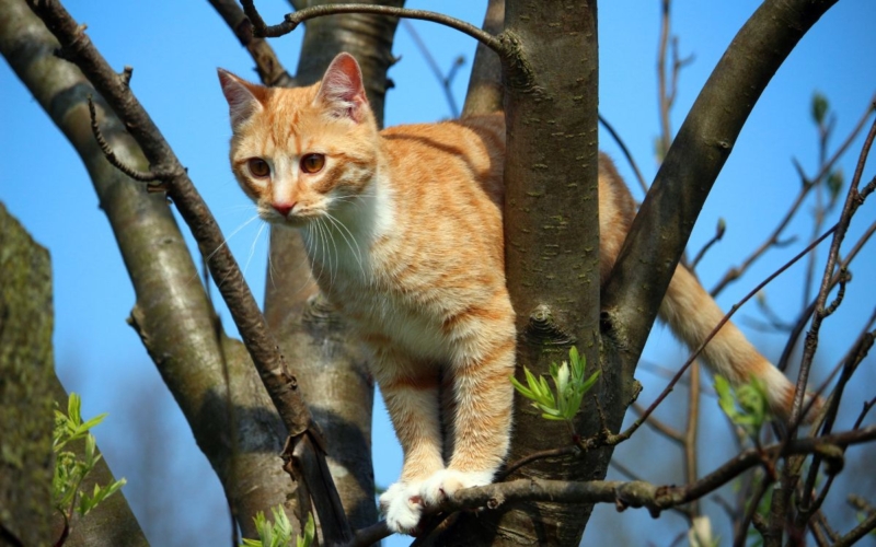 Eine Katze auf einem Baum Symbolbild: Canva