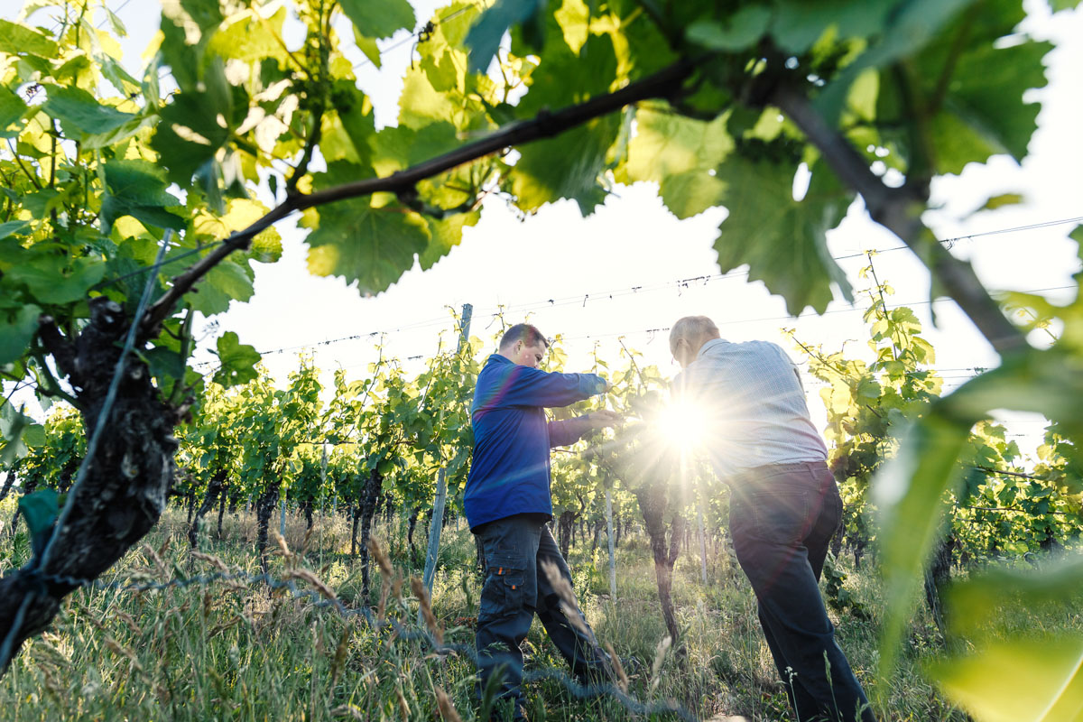 Klaus Höfling gemeinsam mit seinem Vater bei der Arbeit im Weinberg. ©Weingut Höfling